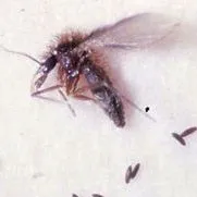 thumbnail for publication: A Sand Fly Lutzomyia longipalpis (Lutz and Neiva) (Insecta: Diptera: Psychodidae: Phlebotominae)
